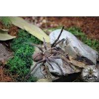 Theraphosidae sp Cuna ADULT    [AF]